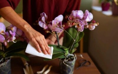 How to Properly Protect Delicate Flowers from Wilting Quickly